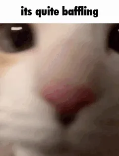 suprised cat